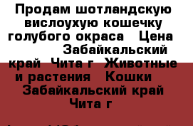 Продам шотландскую вислоухую кошечку голубого окраса › Цена ­ 2 600 - Забайкальский край, Чита г. Животные и растения » Кошки   . Забайкальский край,Чита г.